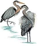 Herons