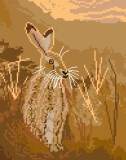 Hare in Field at Sunrise