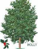 Holly Tree