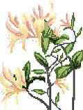 Honeysuckle