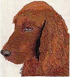 Irish Red Setter