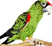 Jardine Parrot