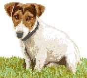 Jack Russell Terrier