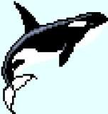 Killer Whale