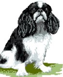 King Charles Spaniel