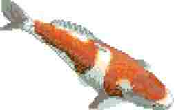Koi Carp (2 colour - Kohaku)