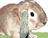 Rabbit - Lop Eared