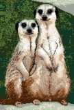 Meerkats