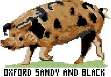 Pig (Oxford Sandy and Black)