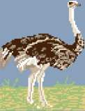 Ostrich