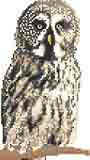 Great Grey Owl