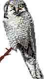 Hawk Owl