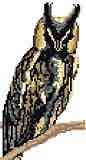 Long Eared Owl