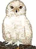 Snowy Owl