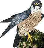 Peregrine Falcon