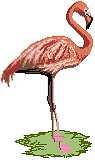 Pink Flamingo