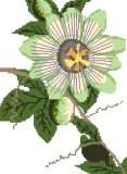 Passion Flower