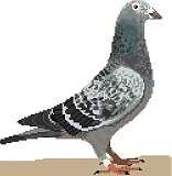 Pigeon