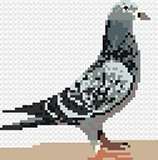 Pigeon Card