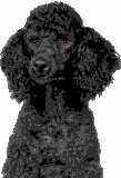 Poodle, Large Black