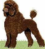 Poodle, Chocolate