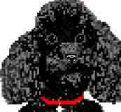 Poodle, Black