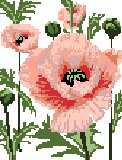 Poppies, Oriental Double Pleasure