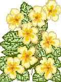 Primroses