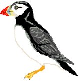 Puffin