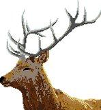 Red Deer Stag