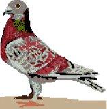 Red Pigeon