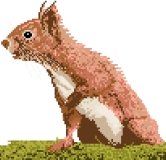 Red Squirrel 2