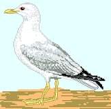 Seagull