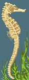 Seahorse