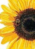 Sunflower and Bee