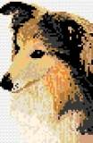 Shetland Sheepdog Card