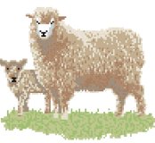 Sheep