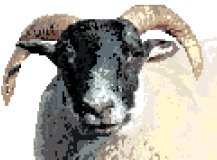 Sheep (Scottish Black Face)