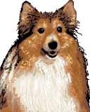 Sheltie