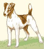 Fox Terrier, Smooth Hair