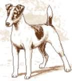 Fox Terrier