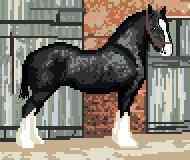 Shire Horse