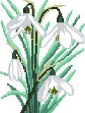 Snowdrops