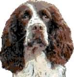 English Springer Spaniel (Liver & White)