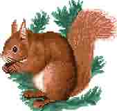 Red Squirrel