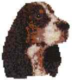 English Springer Spaniel (3 colour)