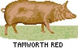 Pig - Tamworth Red
