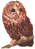 Tawny Owl