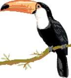 Toucan