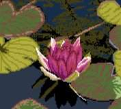 Water Lilly